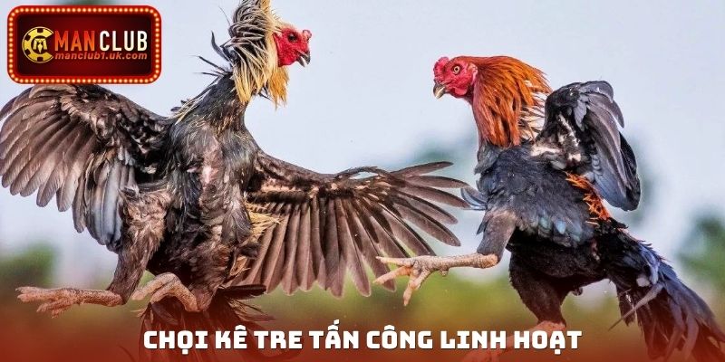 Chọi kê tre tấn công linh hoạt