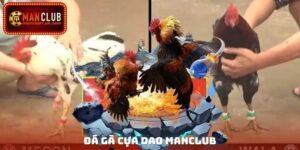 Đá Gà Cựa Dao Manclub