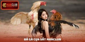 Đá Gà Cựa Sắt Manclub