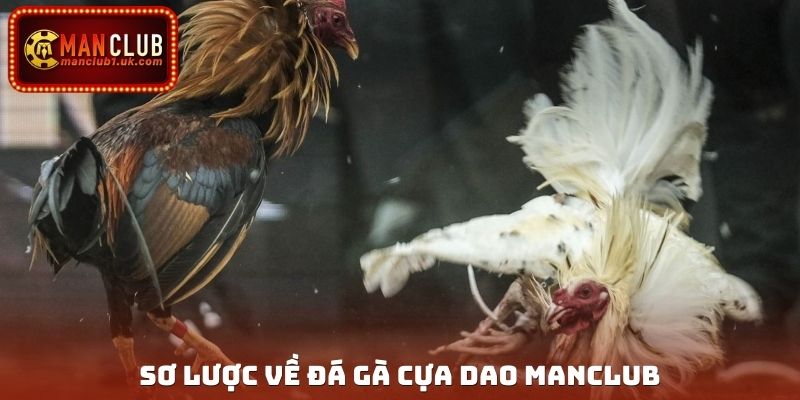 Sơ lược về đá gà cựa dao Manclub