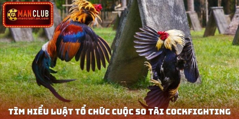 Tìm hiểu luật tổ chức cuộc so tài cockfighting