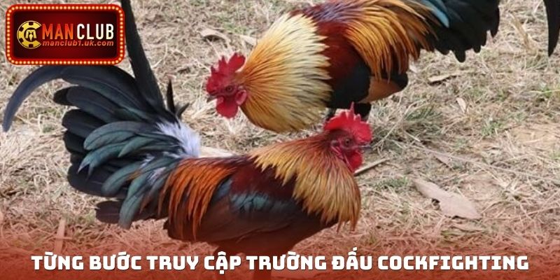 Từng bước truy cập trường đấu cockfighting